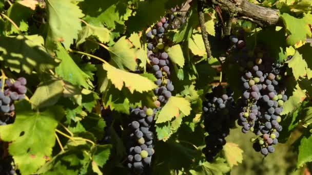 Uvas Rojas Los Viñedos Región Chianti Toscana Italia Vídeo Uhd — Vídeo de stock