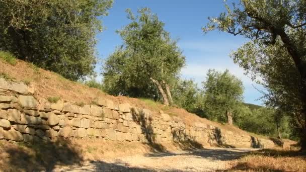 オリーブの木と青空フィレンツェ近郊のキャンティ地方の白い道 トスカーナ イタリア Uhd ニコン D500 — ストック動画