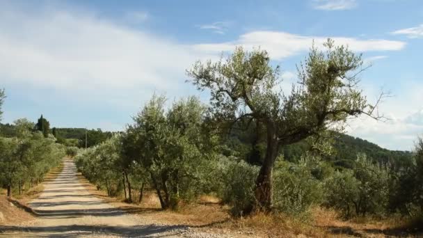 Olivträd Och Blå Himmel Med Vita Road Chianti Regionen Nära — Stockvideo