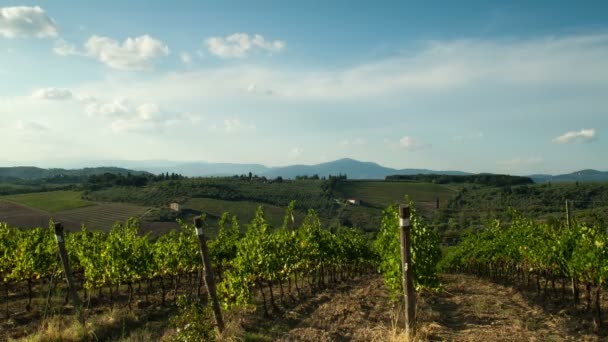 Reihen Grüner Weinberge Der Chianti Region Sonnigen Tagen Und Blauem — Stockvideo