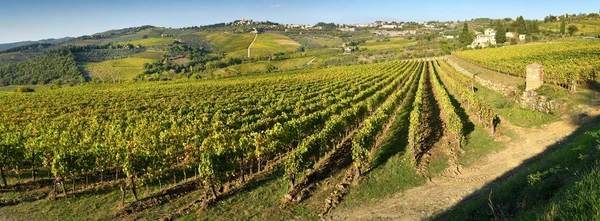 Filas Viñedos Durante Temporada Otoño Campiña Toscana Situado Cerca Greve —  Fotos de Stock