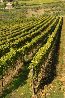 13 Ekim 2018: üzüm bağları sonbahar sırasında satırlarının sezon Tuscany kırsal kesimde. Greve in Chianti (Florence) yakınında. İtalya.