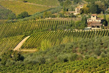13 Ekim 2018: üzüm bağları sonbahar sırasında satırlarının sezon Tuscany kırsal kesimde. Greve in Chianti (Florence) yakınında. İtalya.