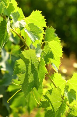 bir üzüm bağı yeşil asma yaprağı