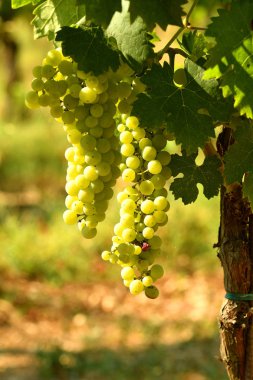 Beyaz üzüm bağ Chianti bölgesinde, İtalya.