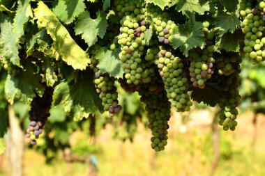 Beyaz üzüm bağ Chianti bölgesinde, İtalya.