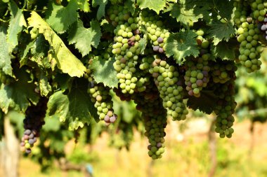 Beyaz üzüm bağ Chianti bölgesinde, İtalya.