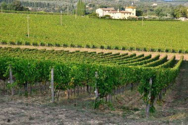 Florence, 16 Eylül 2018: Chianti bölgesinde çiftlik ile San Donato köy yakınındaki güzel yeşil bağlar. Toskana, İtalya.