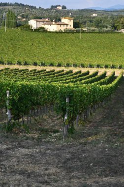 Florence, 16 Eylül 2018: mavi bulutlu gökyüzü ve çiftlik evleri ile San Donato köy yakınındaki Chianti bölgesinde güzel yeşil bağlar. Toskana, İtalya.