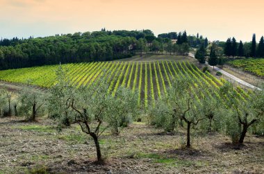 tipik Tuscany, yatay, zeytin ağaçları ve üzüm bağları. Chianti Bölgesi, İtalya.