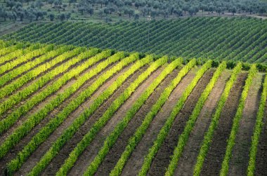 Chianti bölgesinde yeşil üzüm bağları güzel satırları. Toskana İtalya.