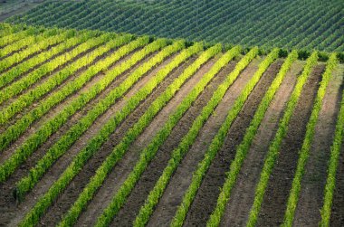 Chianti bölgesinde yeşil üzüm bağları güzel satırları. Toskana İtalya.