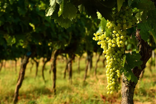 Raisins Blancs Sur Vignoble Dans Région Chianti Italie — Photo
