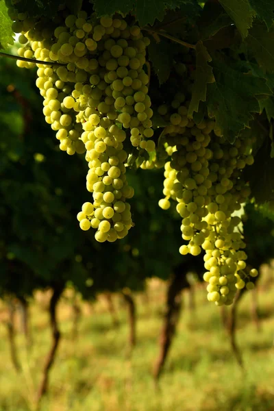 Uvas Brancas Vinha Região Chianti Itália — Fotografia de Stock