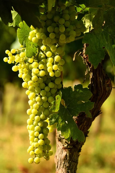 Hvide Vindruer Vingård Chianti Regionen Italien - Stock-foto