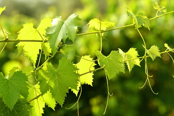 Green Vine Leaves Vineyard — Stock Photo, Image