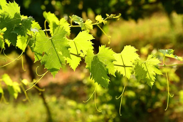 Folhas Videira Verdes Uma Vinha — Fotografia de Stock