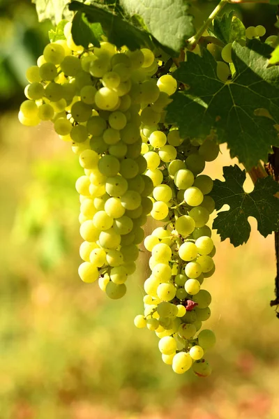 Raisins Blancs Sur Vignoble Dans Région Chianti Italie — Photo