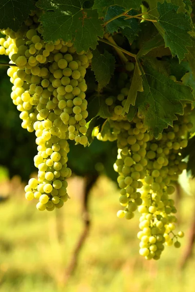 Uvas Blancas Viñedo Región Chianti Italia —  Fotos de Stock