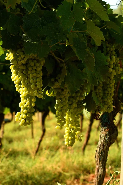 White Grapes Vineyard Chianti Region Italy — Stock Photo, Image