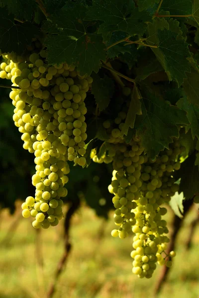 Uvas Blancas Viñedo Región Chianti Italia — Foto de Stock