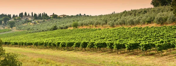 Typowy Krajobraz Tuscany Drzew Oliwnych Winnic Położony Regionie Chianti Włochy — Zdjęcie stockowe