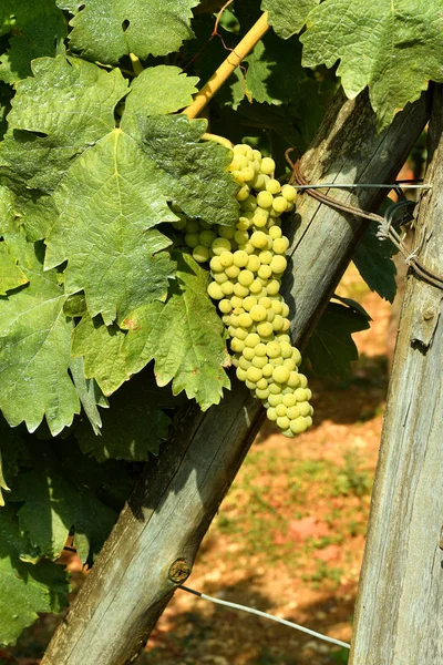 Uvas Brancas Vinha Região Chianti Itália — Fotografia de Stock