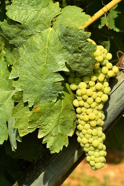 Bílé Hrozny Vinici Regionu Chianti Itálie — Stock fotografie