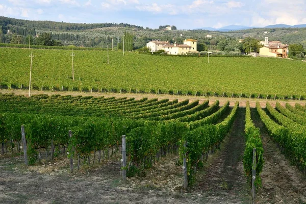 Florencie Září 2018 Krásné Zelené Vinice Regionu Chianti Nedaleko San — Stock fotografie