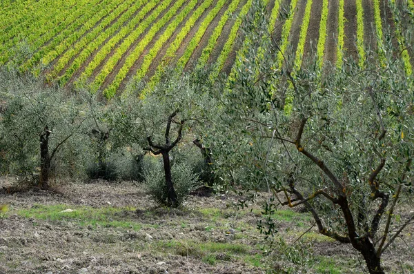 Típico Paisaje Toscano Con Olivos Viñedos Chianti Region Italia — Foto de Stock