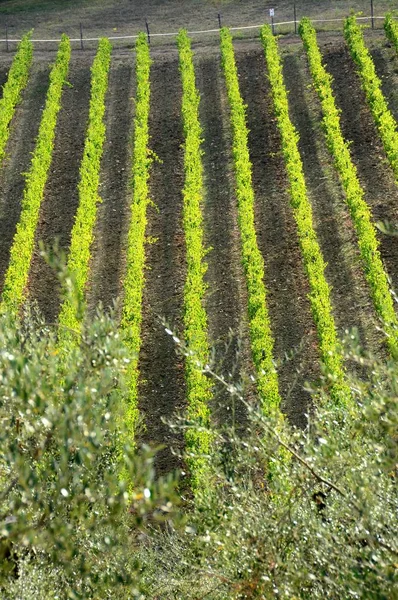 Typical Tuscany Landscape Olive Trees Vineyards Chianti Region Italy — Stock Photo, Image