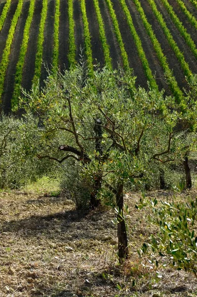 Paisagem Típica Toscana Com Oliveiras Vinhas Chianti Region Itália — Fotografia de Stock
