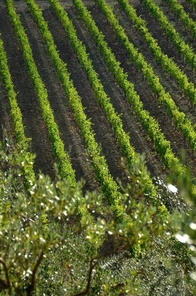 Tipik Tuscany Yatay Zeytin Ağaçları Üzüm Bağları Chianti Bölgesi Talya — Stok fotoğraf