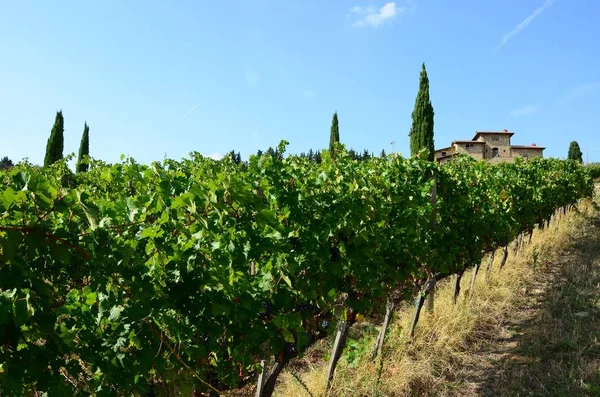 Toscana Septiembre 2018 Viñedos Verdes Toscana Con Casa Campo Fondo —  Fotos de Stock