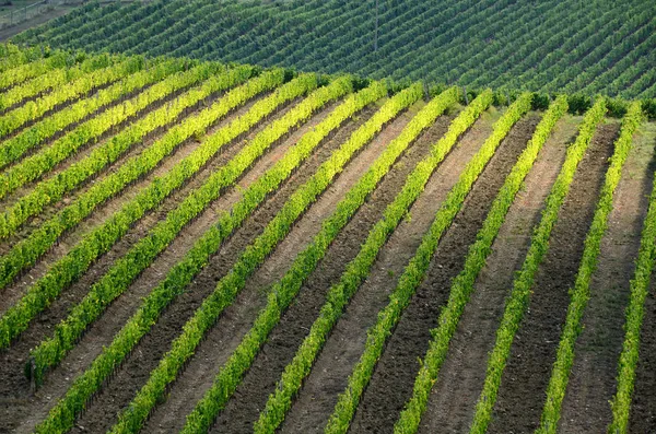 Beautiful Rows Green Vineyards Chianti Region Tuscany Italy — Stock Photo, Image