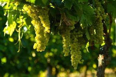 Beyaz üzüm bağları Chianti bölgesinde üzerinde. Toskana, İtalya.