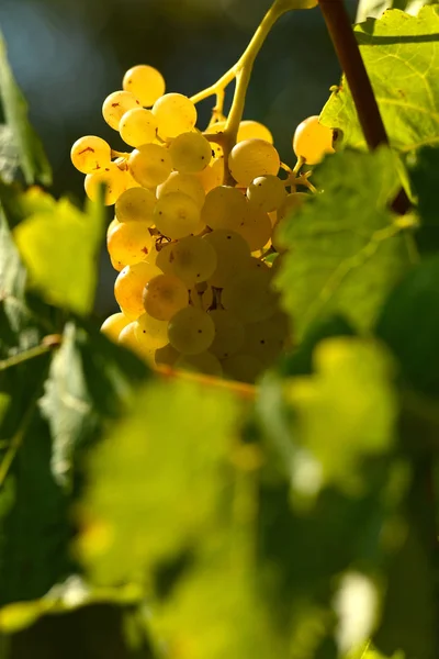 Белый Виноград Виноградниках Регионе Кьянти Тоскана Италия — стоковое фото