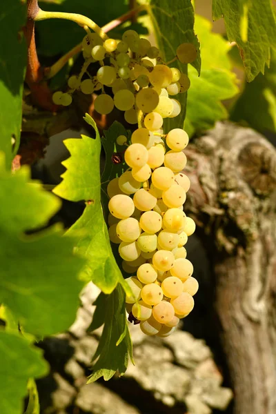 Uve Bianche Sui Vigneti Del Chianti Toscana Italia — Foto Stock