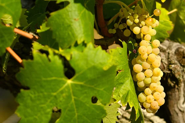 Uvas Brancas Vinhas Região Chianti Toscana Itália — Fotografia de Stock