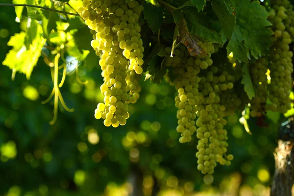 Raisins Blancs Sur Les Vignobles Région Chianti Toscane Italie — Photo
