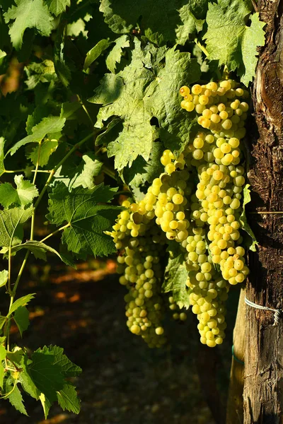 Bílé Hrozny Vinice Regionu Chianti Toskánsko Itálie — Stock fotografie