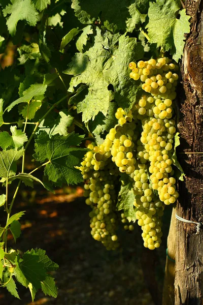 Uve Bianche Sui Vigneti Del Chianti Toscana Italia — Foto Stock