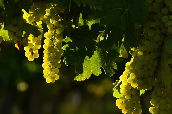 Uvas Brancas Vinhas Região Chianti Toscana Itália — Fotografia de Stock