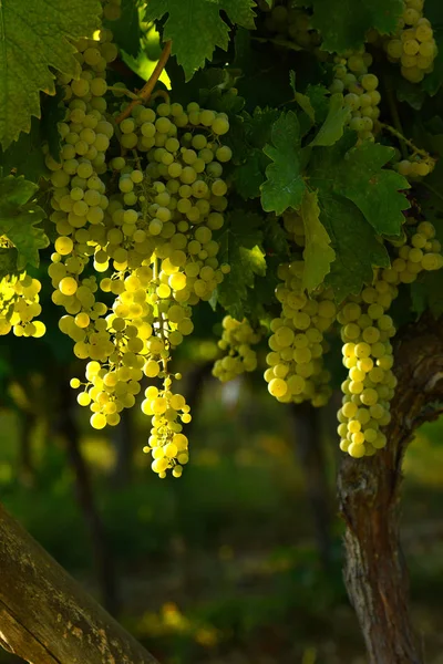 Uvas Brancas Vinhas Região Chianti Toscana Itália — Fotografia de Stock