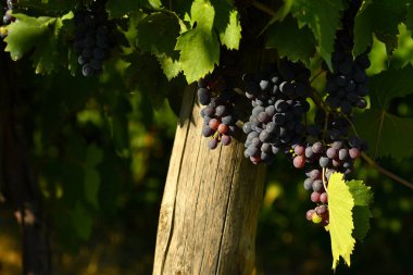 kırmızı üzüm bağları Chianti bölgesinde üzerinde. Toskana, İtalya.
