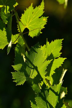 bağ üzerinde yeşil asma yaprağı