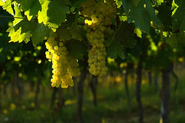 White Grapes Vineyards Chianti Region Tuscany Italy — Stock Photo, Image