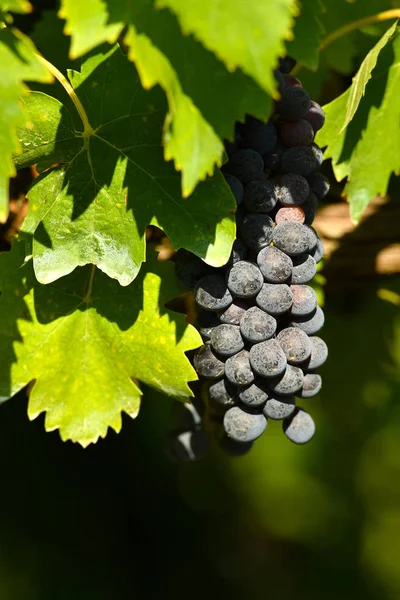 Raisins Rouges Sur Les Vignobles Région Chianti Toscane Italie — Photo