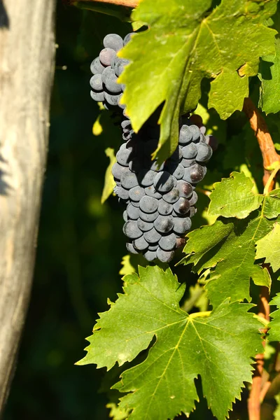 Uvas Vermelhas Vinhas Região Chianti Toscana Itália — Fotografia de Stock