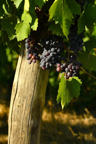 Red Grapes Vineyards Chianti Region Tuscany Italy — Stock Photo, Image